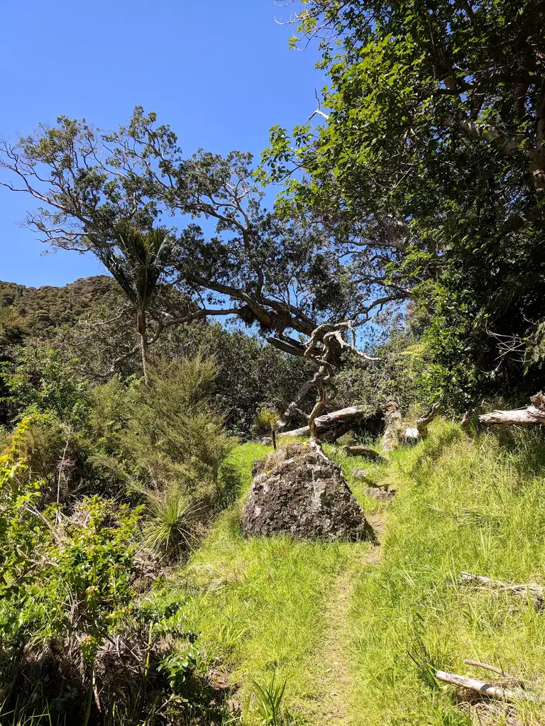 Wairakau stream track